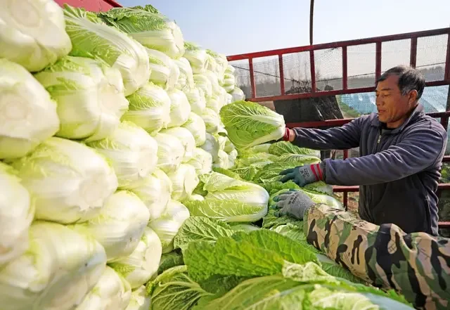 “甲醛白菜”再现中国 为何食品安全监管仍有盲区？