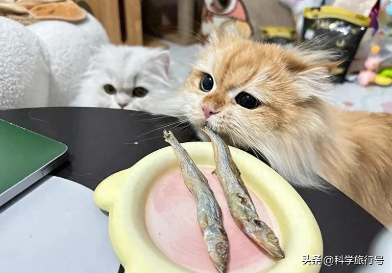 猫其实不爱吃鱼?研究证实 猫吃鱼是长达千年的误会