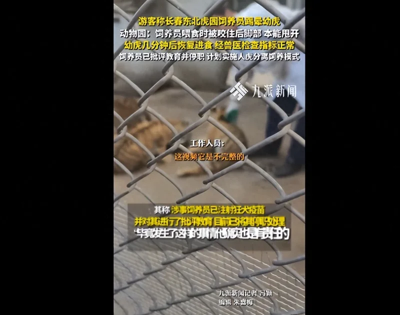 长春东北虎园4个月大幼虎被饲养员踢晕 园方回应