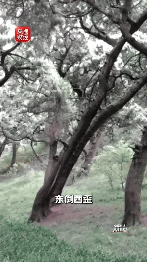 在户外遇到这种树 快跑