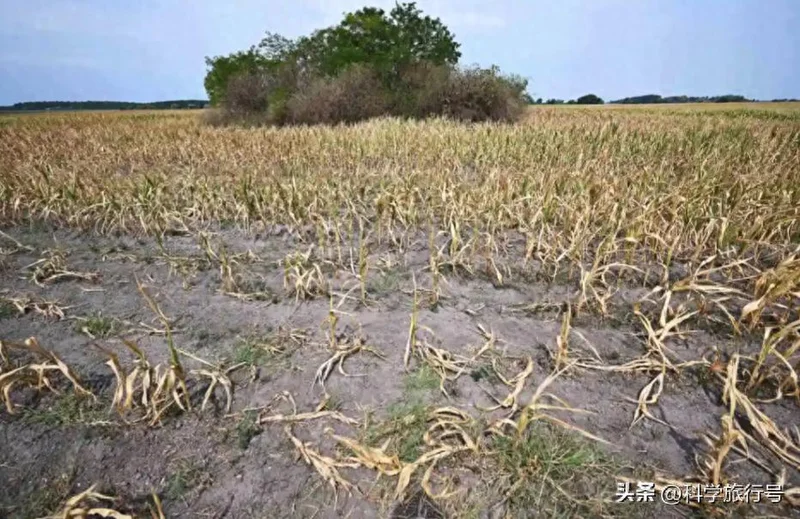 科学家警告:到2100年 地球超40%的地区干旱或变成“干旱地”