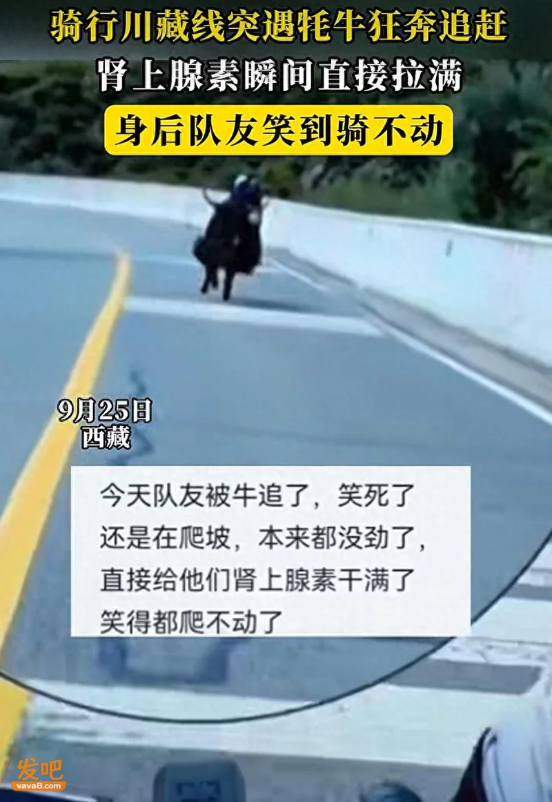 三名骑行者被牦牛追赶 网友调侃“牛教练”来了