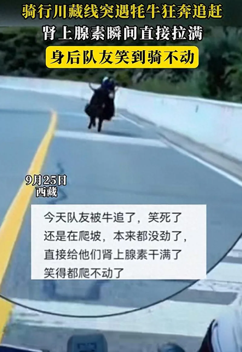 "牛教练"来了!公路骑行被牦牛追 三名骑行者肾上腺素干满一路卧槽