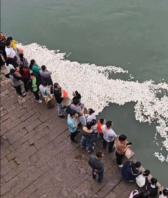 江面漂满白花花的馒头 鱼都不吃了