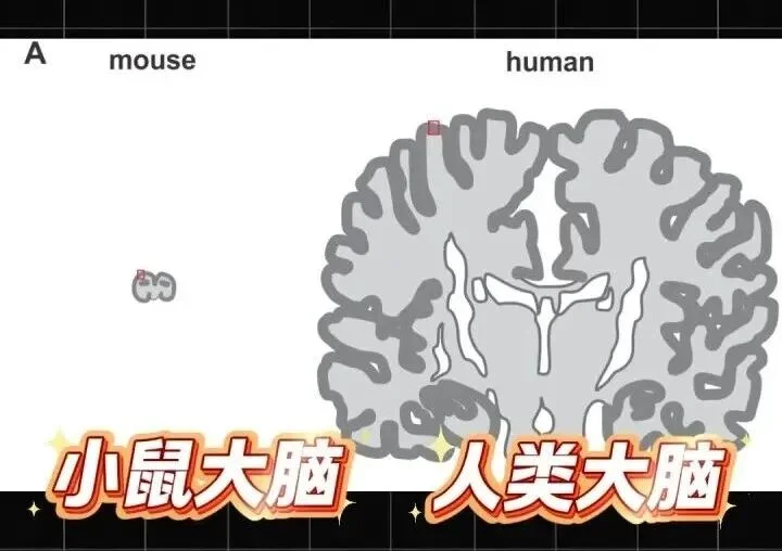 中国科学家找到人类超高智力关键基因