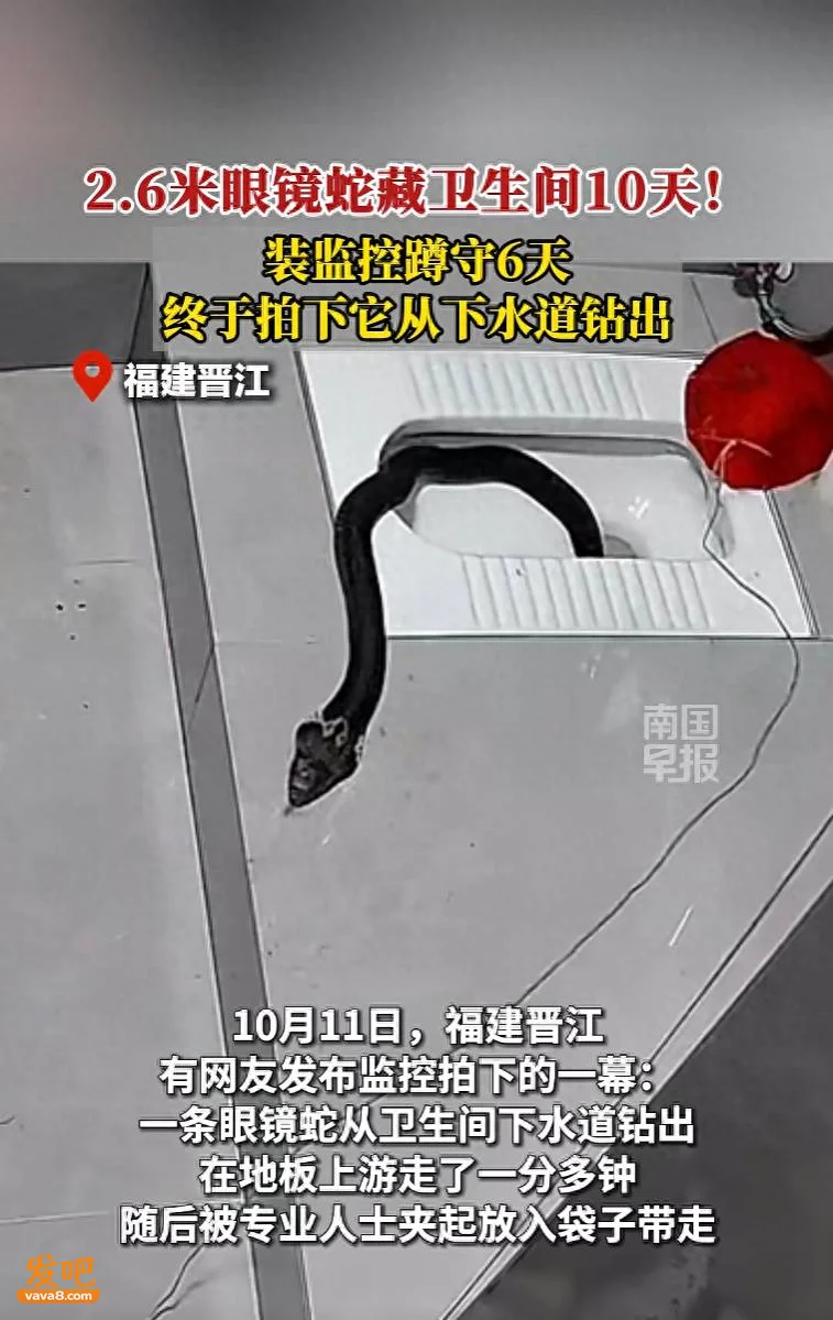 2.6米眼镜蛇盘踞厕所10天 男子装监控蹲点6天成功抓获