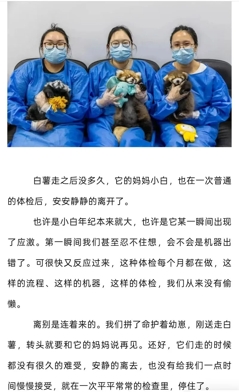 “每个人都摸了它们没了温度的手”柳州动物园纪念去世小熊猫引网友泪目，园方证实