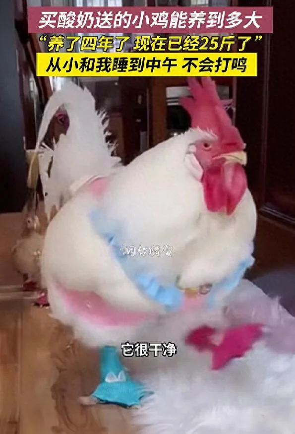 安徽女子晒25斤宠物鸡 浑身干净打扮时髦 喜感十足