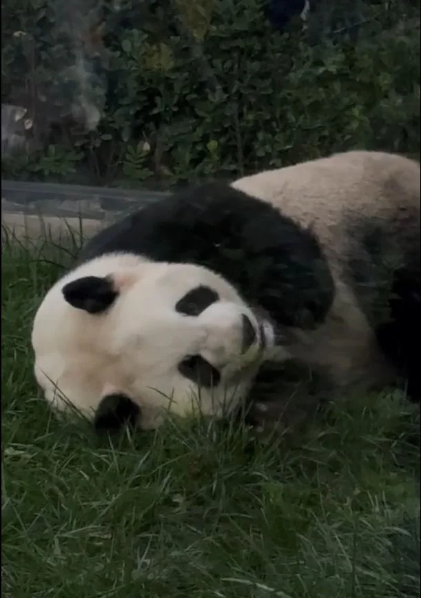 北京动物园回应大熊猫“萌兰”状况:多次呼唤未响应,诊断无明显异常