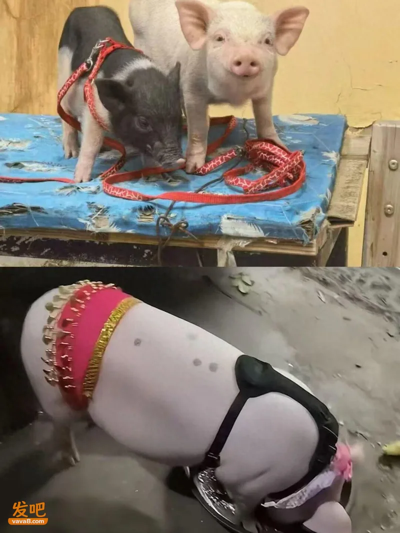 女子网购侏儒宠物猪长成200斤肉猪:每月开销两三千元 一天遛五小时