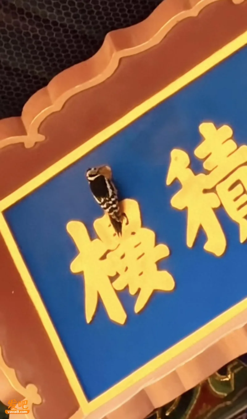 北海公园宝积楼牌匾被啄木鸟啄了一个窟窿 工作人员:系生存习性所致