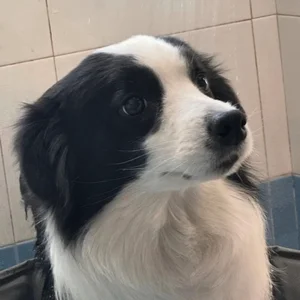 潮汐猫