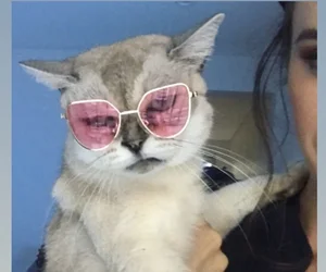 爱猫的小薇