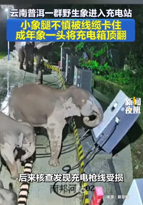 一群野生象进入充电站 小象腿不慎被线缆卡住 成年象一头将充电箱顶翻